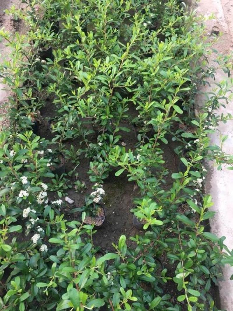 火棘苗盆景室内耐寒植物阳台盆栽带果盆景客厅火棘盆景