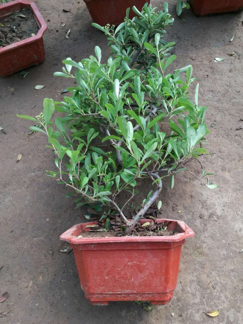 火棘苗盆景室内耐寒植物阳台盆栽带果盆景客厅火棘盆景