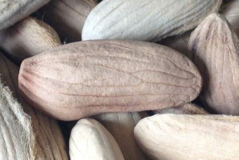 芒果种子芒果果树种子当年结果芒果种子观果种子四季种子