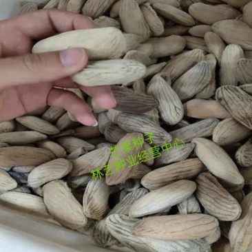 芒果种子芒果果树种子当年结果芒果种子观果种子四季种子