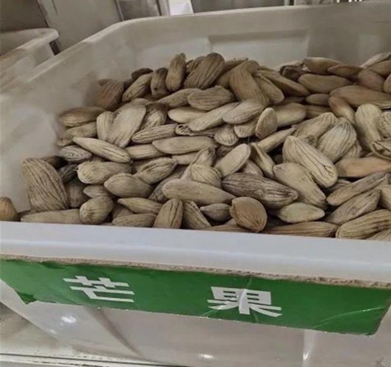芒果种子芒果果树种子当年结果芒果种子观果种子四季种子