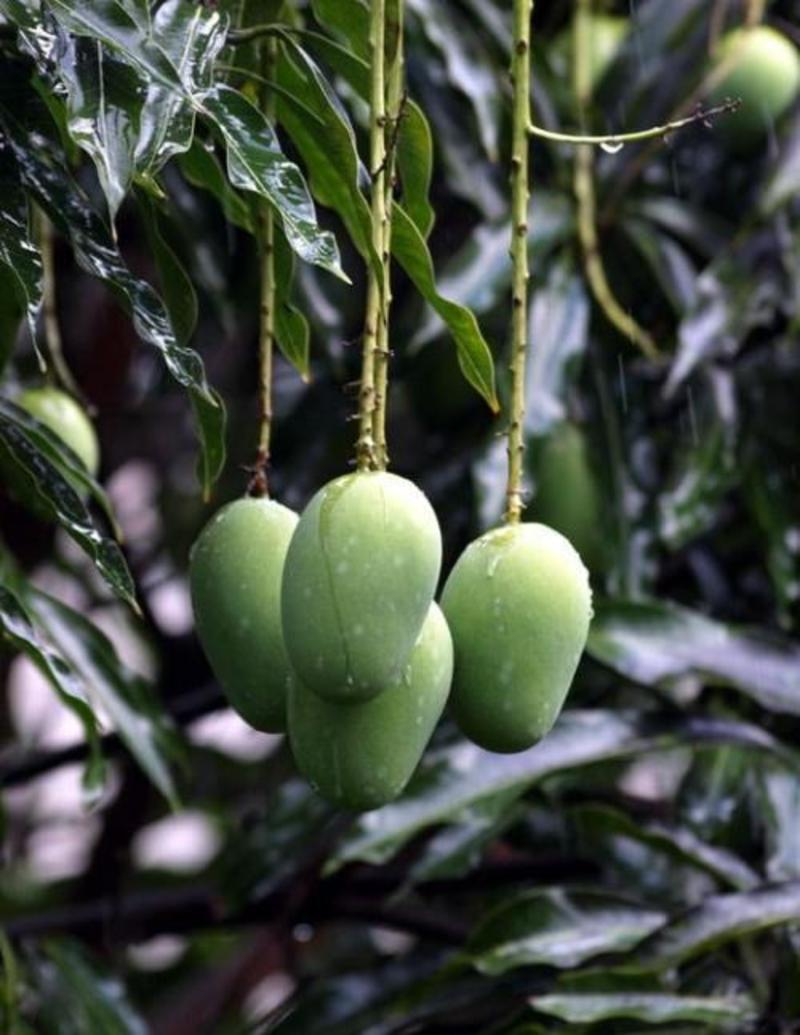 芒果种子芒果果树种子当年结果芒果种子观果种子四季种子