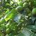 新采橄榄种子油橄榄种籽橄榄果青果瓜果山榄谏果农家庭