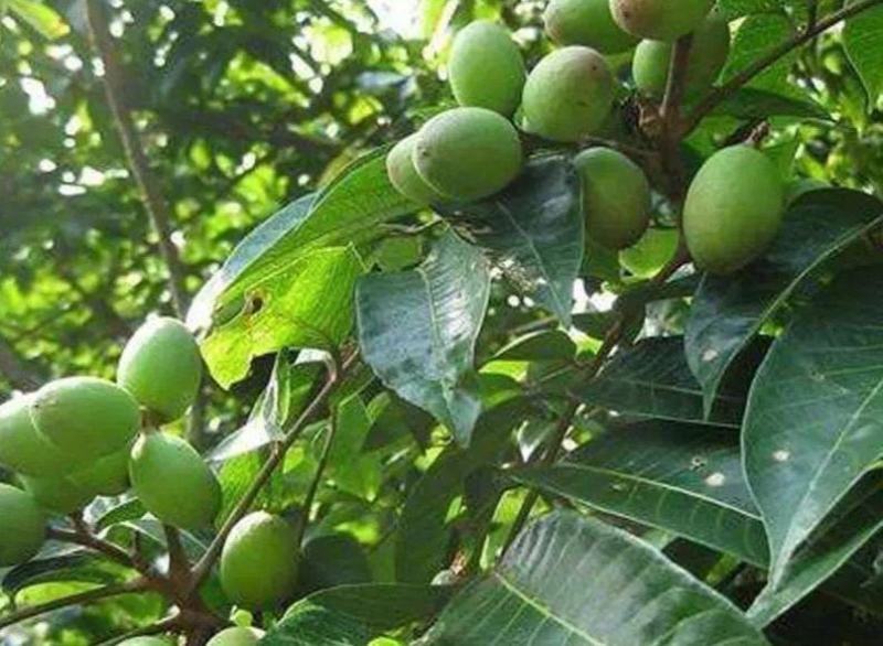 新采橄榄种子油橄榄种籽橄榄果青果瓜果山榄谏果农家庭