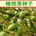 新采橄榄种子油橄榄种籽橄榄果青果瓜果山榄谏果农家庭