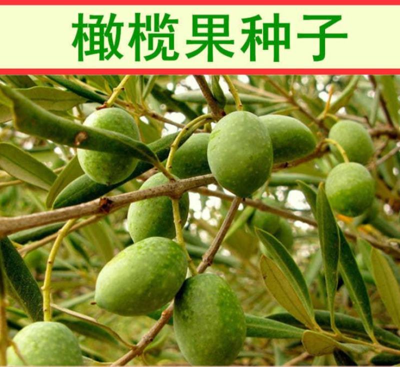 新采橄榄种子油橄榄种籽橄榄果青果瓜果山榄谏果农家庭
