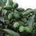 新采橄榄种子油橄榄种籽橄榄果青果瓜果山榄谏果农家庭
