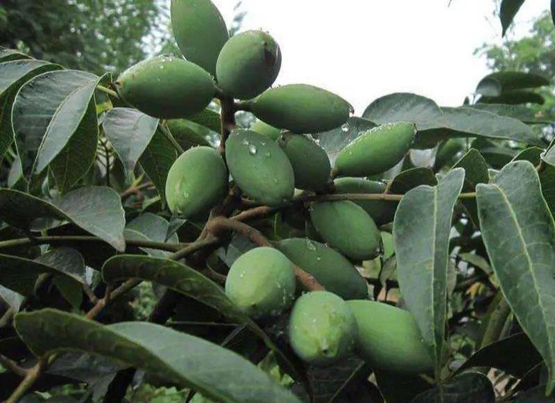 新采橄榄种子油橄榄种籽橄榄果青果瓜果山榄谏果农家庭