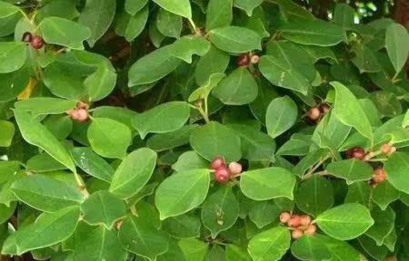 散装榕树种子大叶榕树小叶榕树垂叶榕人参榕树种盆栽高山榕