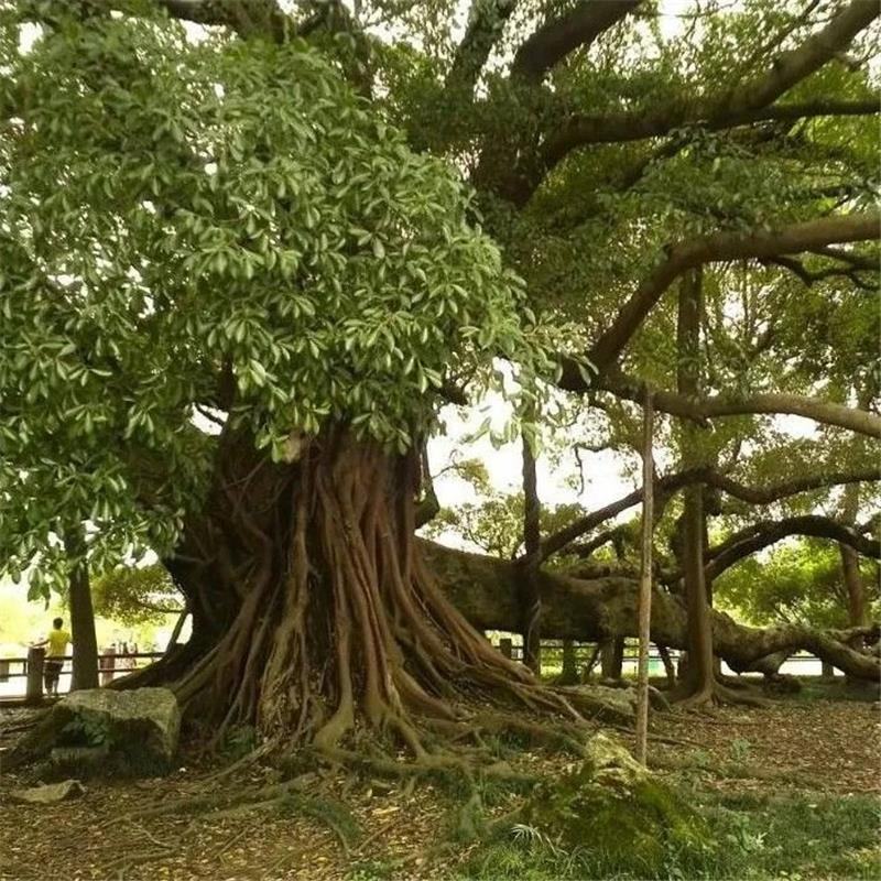 散装榕树种子大叶榕树小叶榕树垂叶榕人参榕树种盆栽高山榕