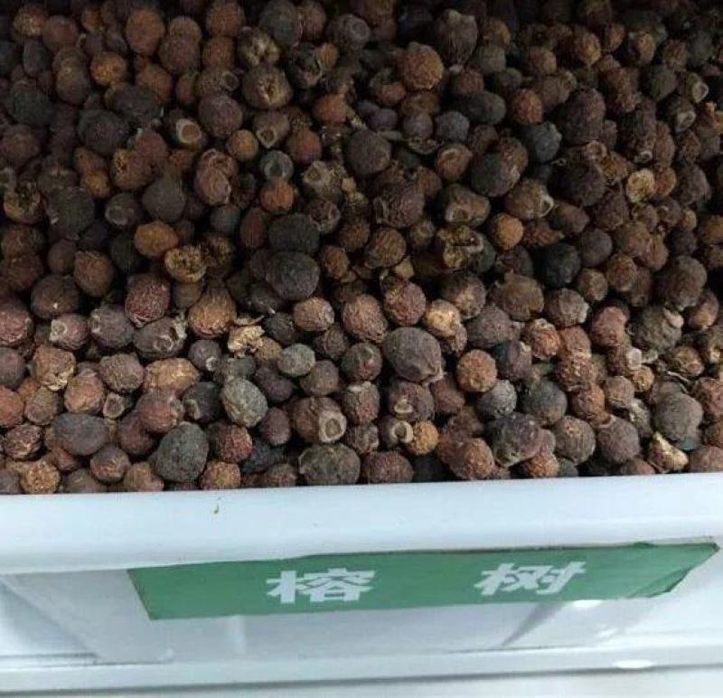 散装榕树种子大叶榕树小叶榕树垂叶榕人参榕树种盆栽高山榕