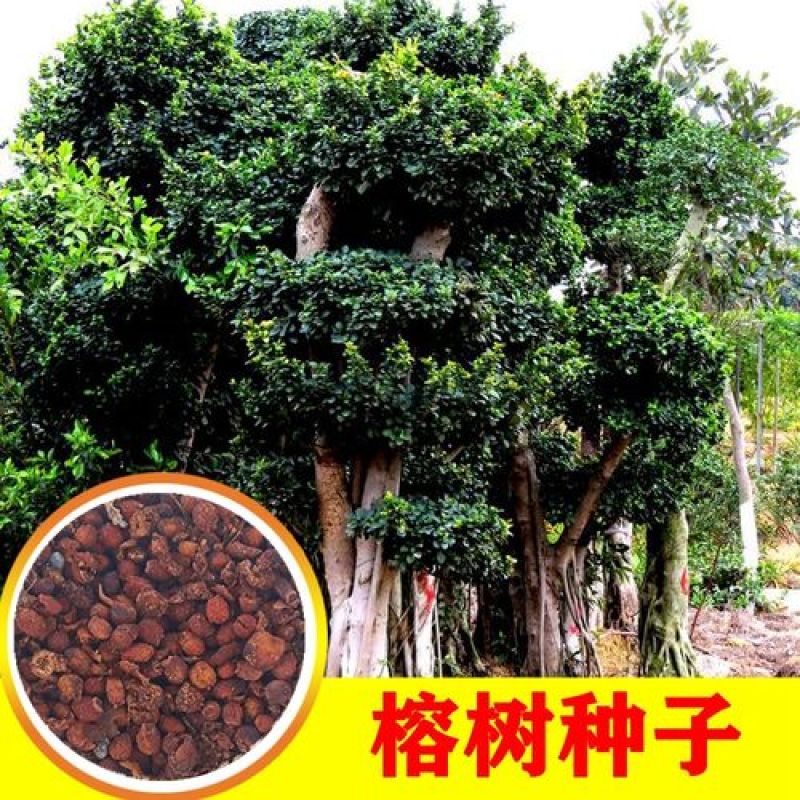 散装榕树种子大叶榕树小叶榕树垂叶榕人参榕树种盆栽高山榕