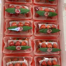 精品草莓宁玉草莓品种齐全保质保量对接全网电商批发量大