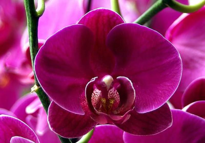 蝴蝶兰栽种子阳台庭院室内花种子四季播种开花不断植物花卉种