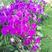 蝴蝶兰栽种子阳台庭院室内花种子四季播种开花不断植物花卉种