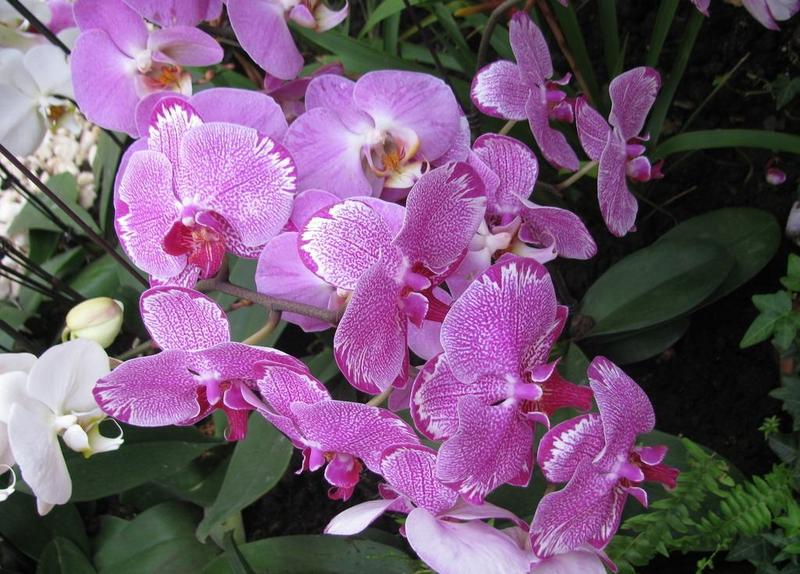 蝴蝶兰栽种子阳台庭院室内花种子四季播种开花不断植物花卉种