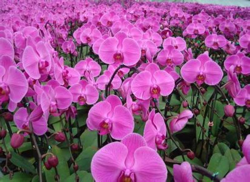蝴蝶兰栽种子阳台庭院室内花种子四季播种开花不断植物花卉种