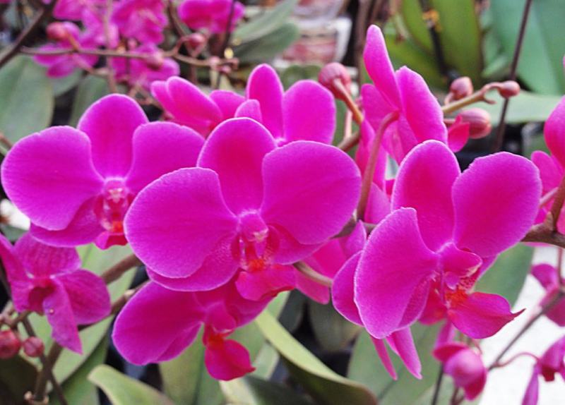 蝴蝶兰栽种子阳台庭院室内花种子四季播种开花不断植物花卉种