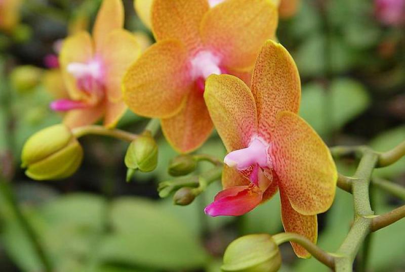 蝴蝶兰栽种子阳台庭院室内花种子四季播种开花不断植物花卉种