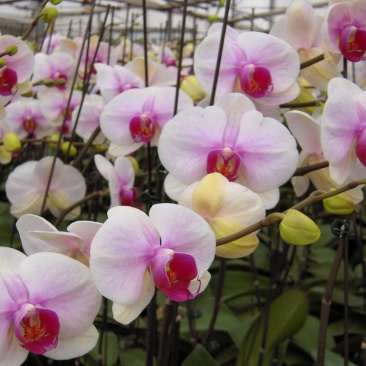 蝴蝶兰栽种子阳台庭院室内花种子四季播种开花不断植物花卉种