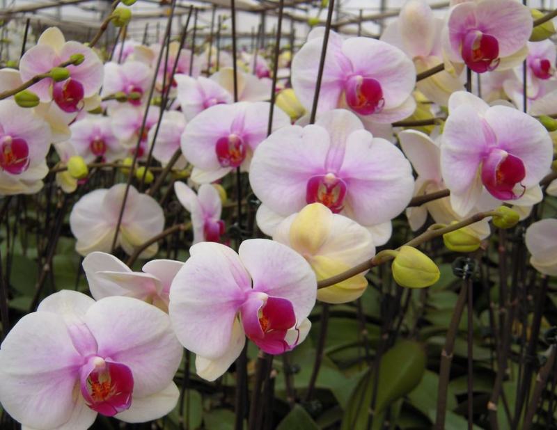 蝴蝶兰栽种子阳台庭院室内花种子四季播种开花不断植物花卉种