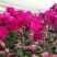 蝴蝶兰栽种子阳台庭院室内花种子四季播种开花不断植物花卉种
