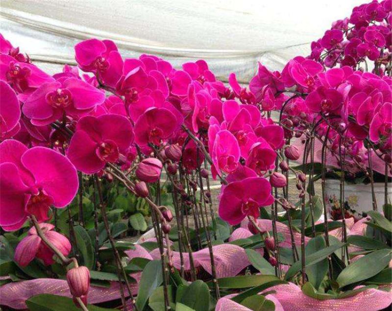 蝴蝶兰栽种子阳台庭院室内花种子四季播种开花不断植物花卉种