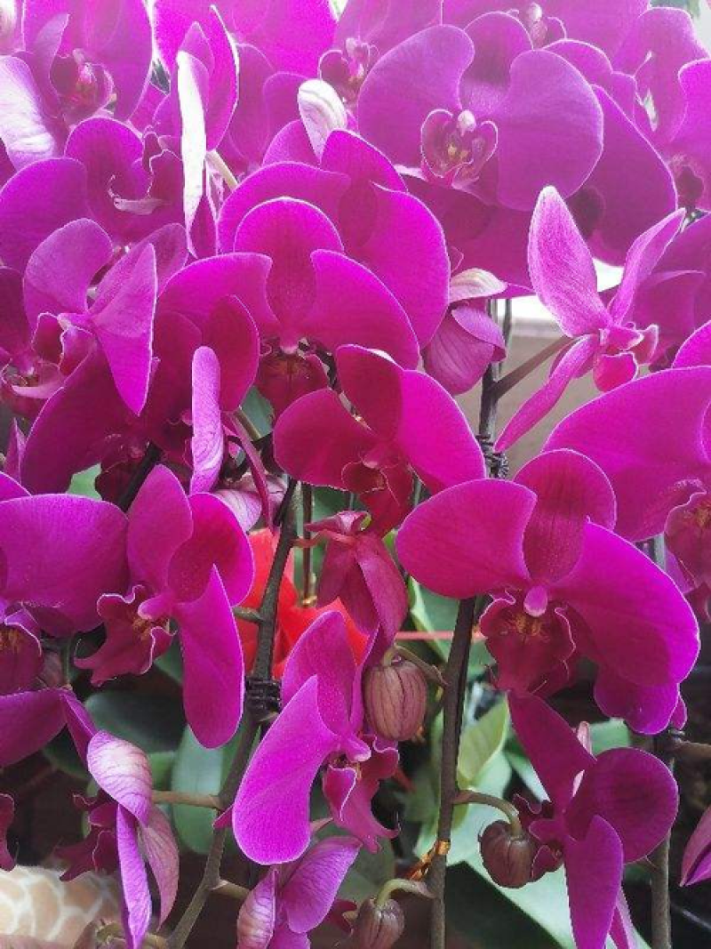 蝴蝶兰栽种子阳台庭院室内花种子四季播种开花不断植物花卉种