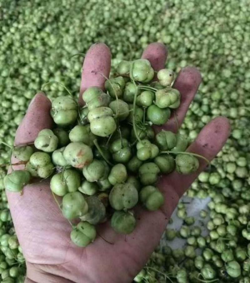 药材正宗黄精种子鸡头黄精老虎姜鸡爪参爪子参黄鸡菜