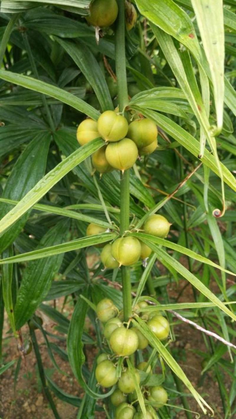 药材正宗黄精种子鸡头黄精老虎姜鸡爪参爪子参黄鸡菜