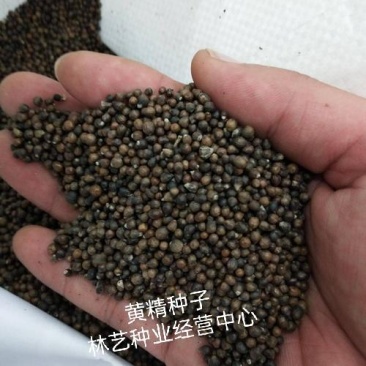 药材正宗黄精种子鸡头黄精老虎姜鸡爪参爪子参黄鸡菜