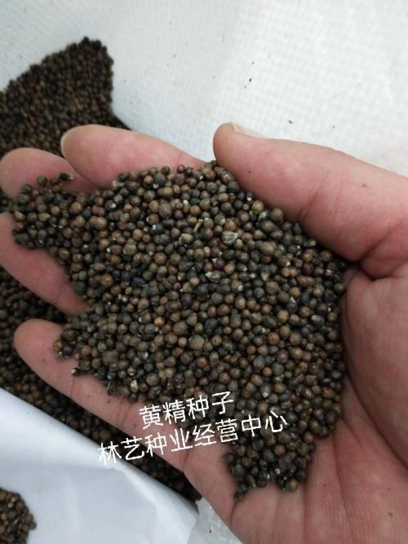 药材正宗黄精种子鸡头黄精老虎姜鸡爪参爪子参黄鸡菜