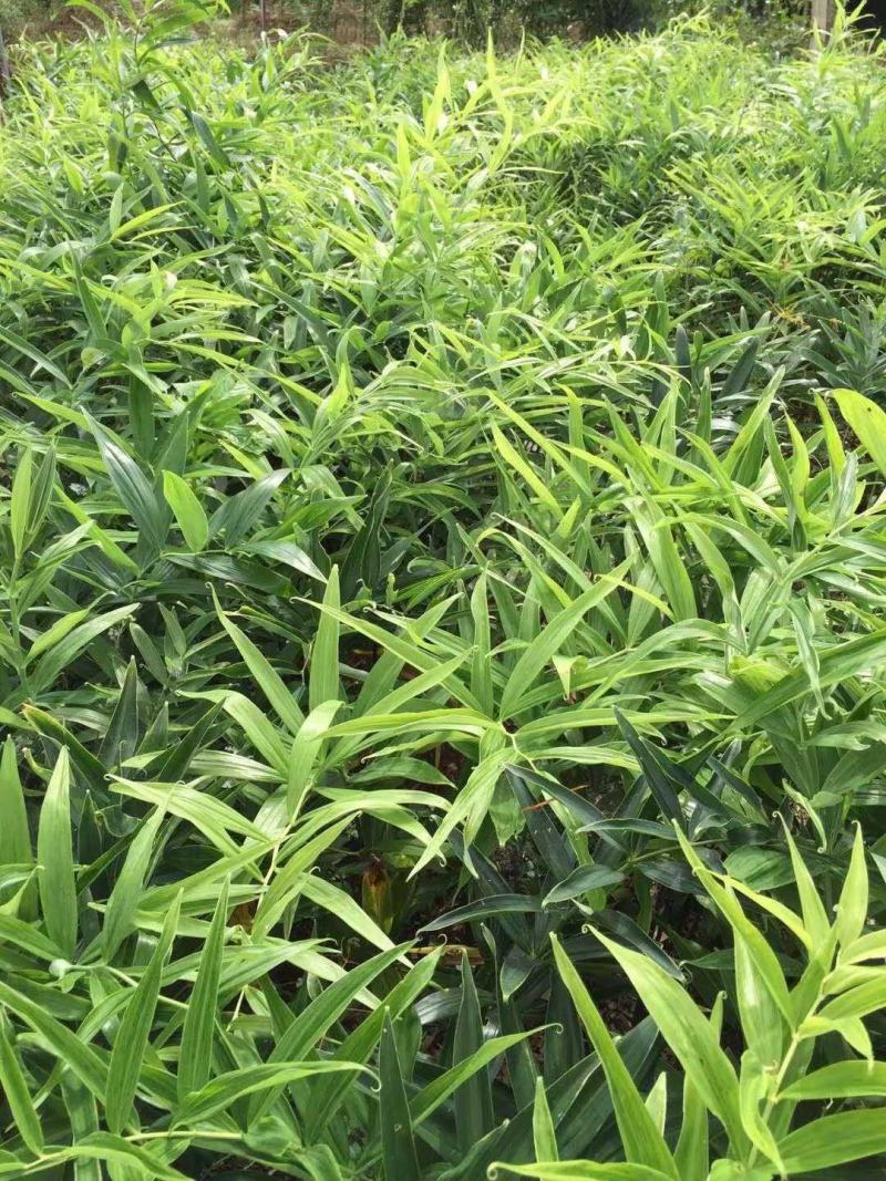 药材正宗黄精种子鸡头黄精老虎姜鸡爪参爪子参黄鸡菜