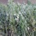 【优质】野生艾草全棵南阳艾桐柏艾叶干产地直发量大从优