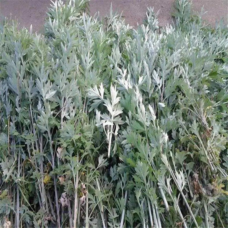 【优质】野生艾草全棵南阳艾桐柏艾叶干产地直发量大从优