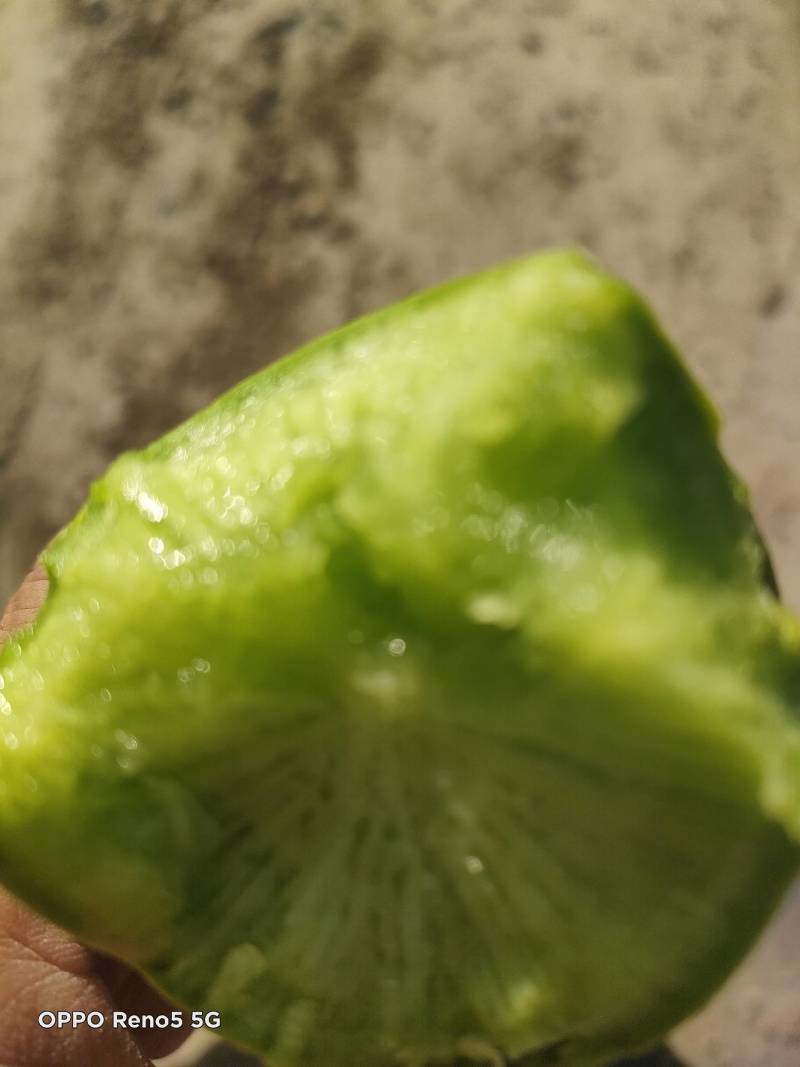 沙窝萝卜