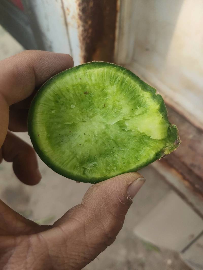 沙窝萝卜
