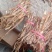 小笋干，竹林小干笋，是太阳晒干的笋干，电烤干的笋干。