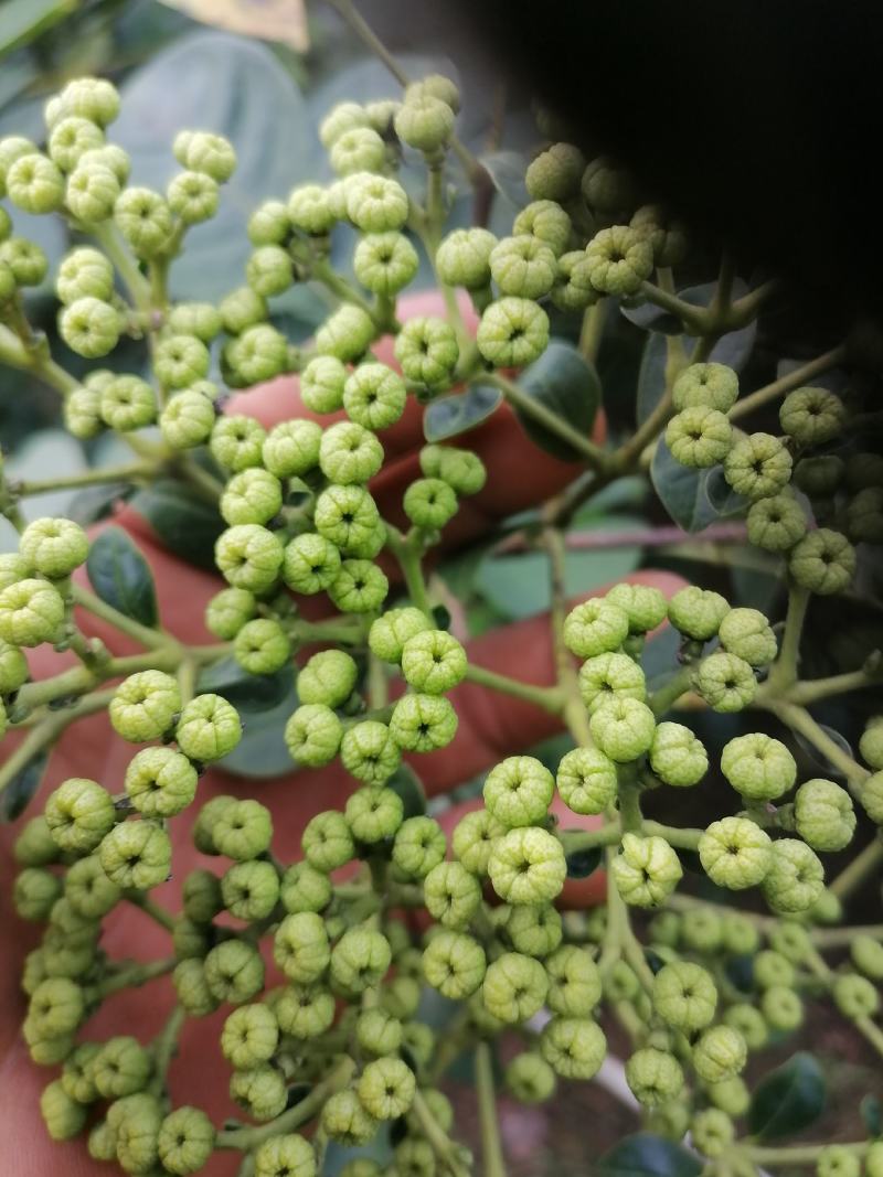 吴茱萸苗