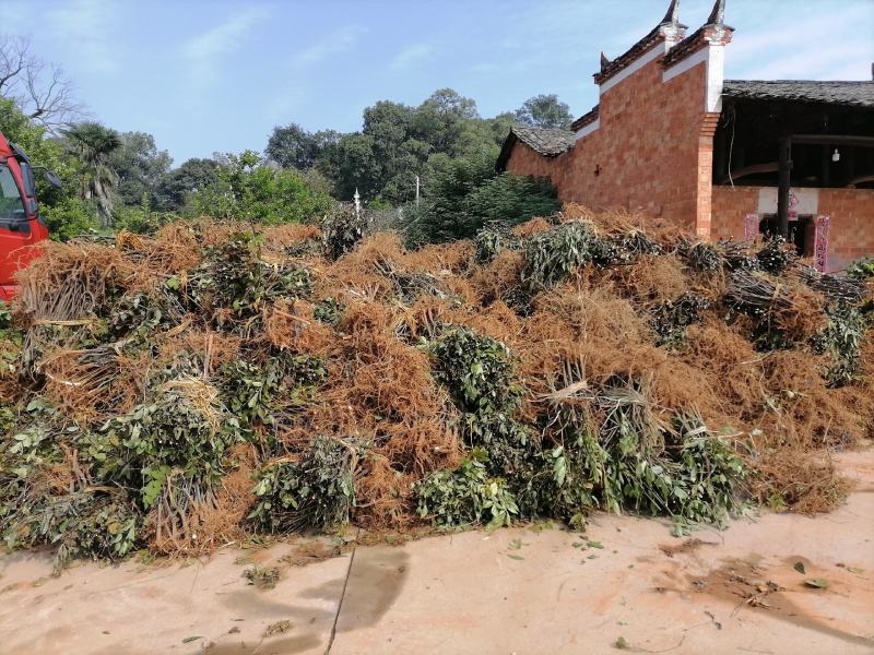 吴茱萸苗