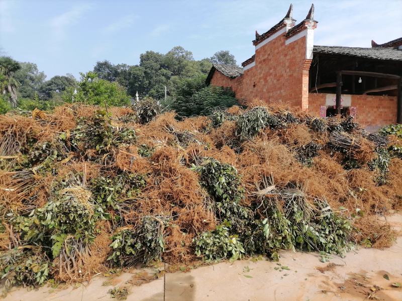 吴茱萸苗