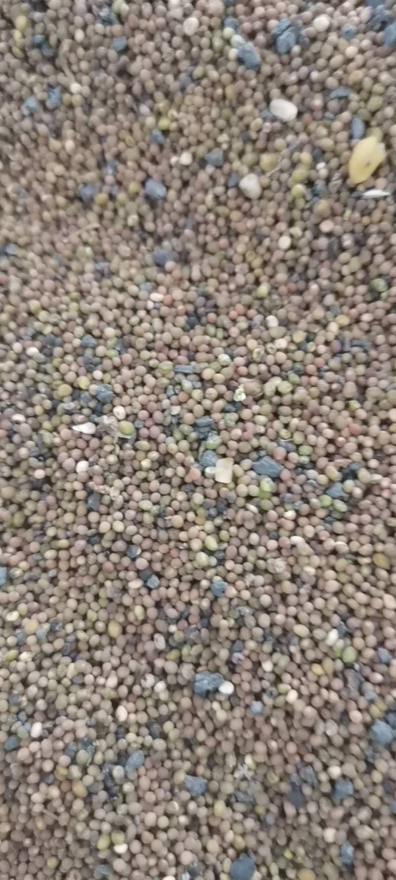 菟丝子大量有货，全国批发，是一种很好的补品