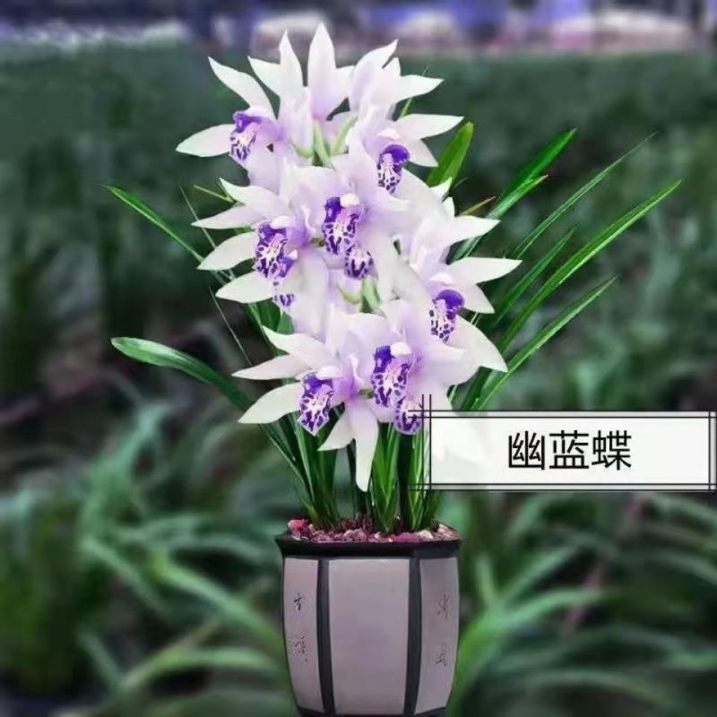 浓香型正品兰花苗带花苞兰花四季开花室内绿植物花卉精品兰花