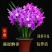 浓香型正品兰花苗带花苞兰花四季开花室内绿植物花卉精品兰花