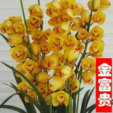 浓香型正品兰花苗带花苞兰花四季开花室内绿植物花卉精品兰花