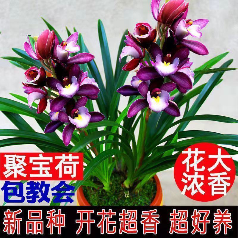 浓香型正品兰花苗带花苞兰花四季开花室内绿植物花卉精品兰花