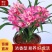 浓香型正品兰花苗带花苞兰花四季开花室内绿植物花卉精品兰花