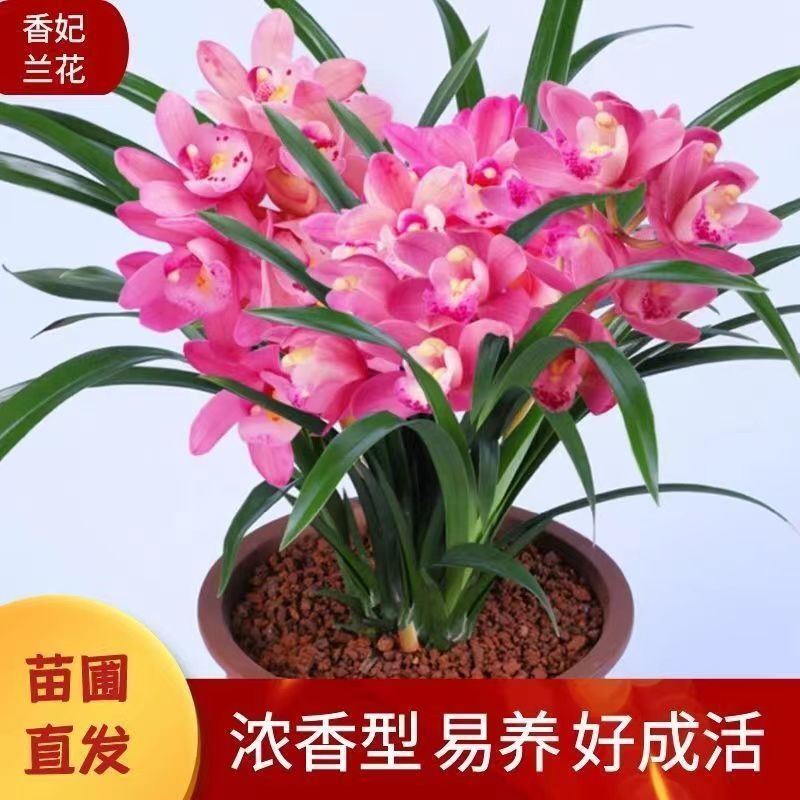 浓香型正品兰花苗带花苞兰花四季开花室内绿植物花卉精品兰花