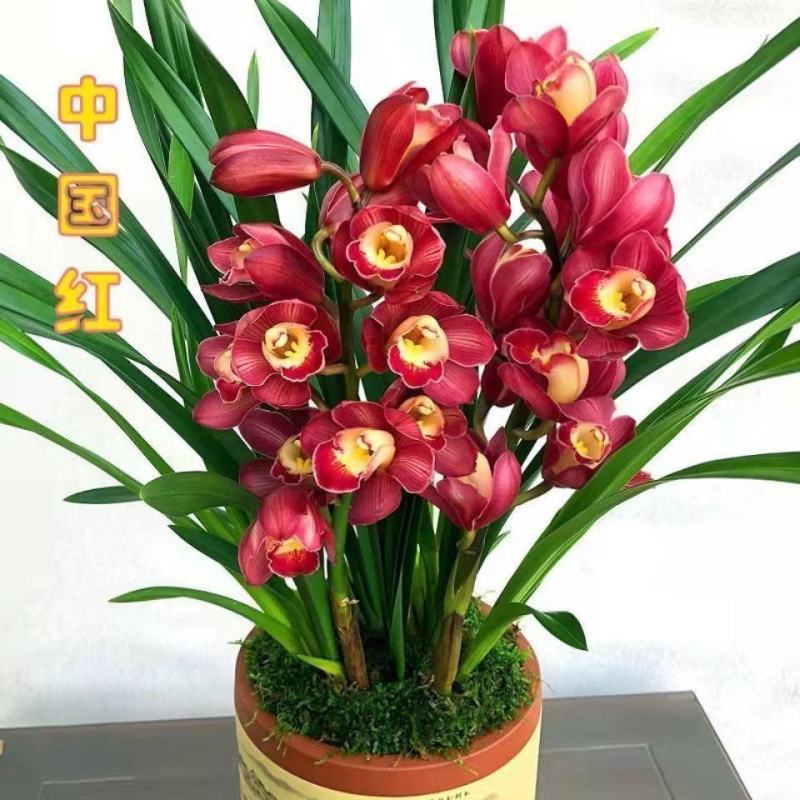 浓香型正品兰花苗带花苞兰花四季开花室内绿植物花卉精品兰花