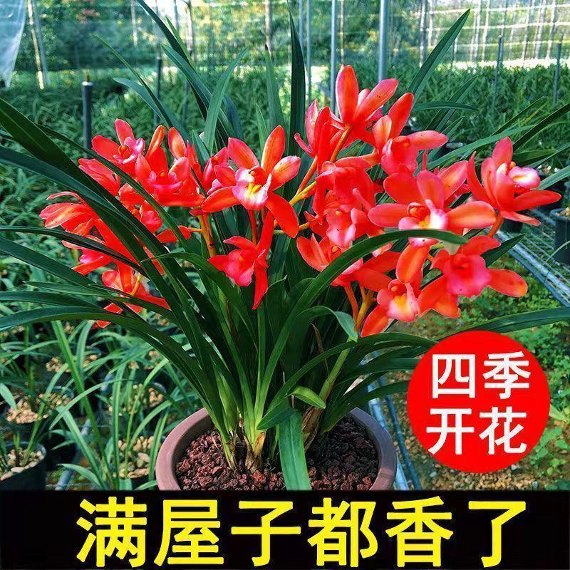 浓香型正品兰花苗带花苞兰花四季开花室内绿植物花卉精品兰花